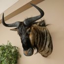 Gnou à bandes Gnou Gnou avec médaille Tête Épaule Préparation Préparation de tête Hauteur 68 cm 95.9.20