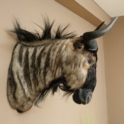 Gnou à bandes Gnou Gnou avec médaille Tête Épaule Préparation Préparation de tête Hauteur 68 cm 95.9.20