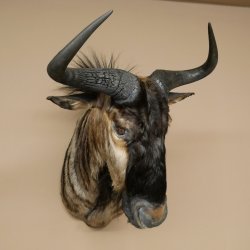 Gnou à bandes Gnou Gnou avec médaille Tête Épaule Préparation Préparation de tête Hauteur 68 cm 95.9.20