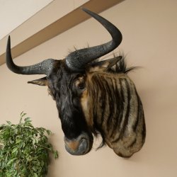 Gnou à bandes Gnou Gnou avec médaille Tête Épaule Préparation Préparation de tête Hauteur 68 cm 95.9.20