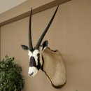 Oryx (Oryx gazella) Antilope avec médaille HL 88...