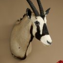 Oryx (Oryx gazella) Antilope avec médaille HL 88 cm Cornes séparées Tête Préparation africaine Spießbock 95.3.25