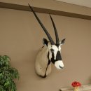 Oryx (Oryx gazella) Antilope avec médaille HL 88 cm Cornes séparées Tête Préparation africaine Spießbock 95.3.25