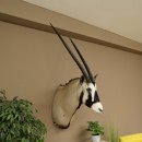 Oryx (Oryx gazella) Antilope avec médaille HL 88 cm Cornes séparées Tête Préparation africaine Spießbock 95.3.25