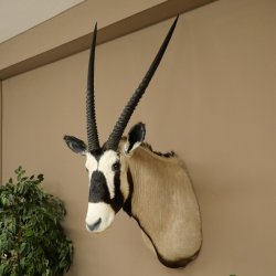 Oryx (Oryx gazella) Antilope avec médaille HL 88 cm Cornes séparées Tête Préparation africaine Spießbock 95.3.25