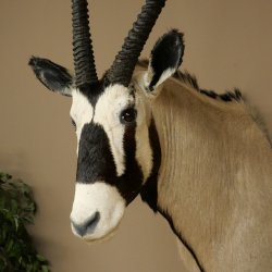 Oryx (Oryx gazella) Antilope avec médaille HL 88 cm Cornes séparées Tête Préparation africaine Spießbock 95.3.25