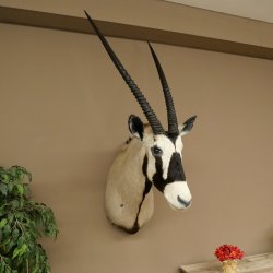 Oryx (Oryx gazella) Antilope avec médaille HL 88 cm Cornes séparées Tête Préparation africaine Spießbock 95.3.25