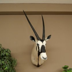 Oryx (Oryx gazella) Antilope avec médaille HL 88 cm Cornes séparées Tête Préparation africaine Spießbock 95.3.25