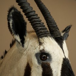 Oryx (Oryx gazella) Antilope avec médaille HL 88 cm Cornes séparées Tête Préparation africaine Spießbock 95.3.25