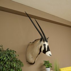 Oryx (Oryx gazella) Antilope avec médaille HL 88 cm Cornes séparées Tête Préparation africaine Spießbock 95.3.25