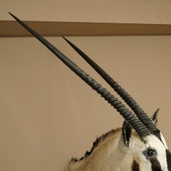 Oryx (Oryx gazella) Antilope avec médaille HL 88 cm Cornes séparées Tête Préparation africaine Spießbock 95.3.25