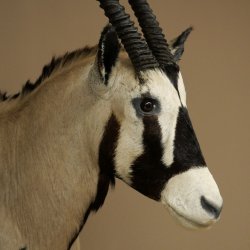 Oryx (Oryx gazella) Antilope avec médaille HL 88 cm Cornes séparées Tête Préparation africaine Spießbock 95.3.25