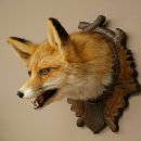 Volpe rossa Testa di volpe Preparato con bocca aperta Altezza 30 cm