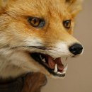 Volpe rossa Testa di volpe Preparato con bocca aperta Altezza 30 cm