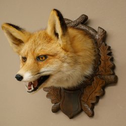 Volpe rossa Testa di volpe Preparato con bocca aperta Altezza 30 cm