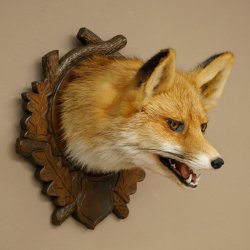 Volpe rossa Testa di volpe Preparato con bocca aperta Altezza 30 cm