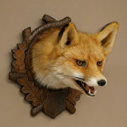 Volpe rossa Testa di volpe Preparato con bocca aperta Altezza 30 cm