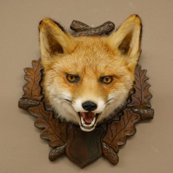 Volpe rossa Testa di volpe Preparato con bocca aperta Altezza 30 cm