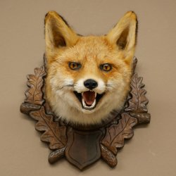 Volpe rossa Testa di volpe Preparato con bocca aperta Altezza 30 cm