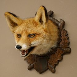 Volpe rossa Testa di volpe Preparato con bocca aperta Altezza 30 cm
