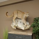 Puma Ganzpräparat auf Dekofels zum hängen mit...