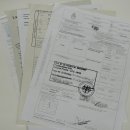 Puma Ganzpräparat auf Dekofels zum hängen mit Genehmigung zum Verkauf