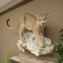 Puma Ganzpräparat auf Dekofels zum hängen mit...