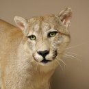 Puma Ganzpräparat auf Dekofels zum hängen mit Genehmigung zum Verkauf