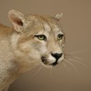 Puma Ganzpräparat auf Dekofels zum hängen mit Genehmigung zum Verkauf