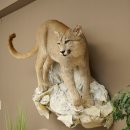 Puma Ganzpräparat auf Dekofels zum hängen mit Genehmigung zum Verkauf