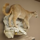 Puma Ganzpräparat auf Dekofels zum hängen mit Genehmigung zum Verkauf