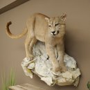 Puma Ganzpräparat auf Dekofels zum hängen mit Genehmigung zum Verkauf