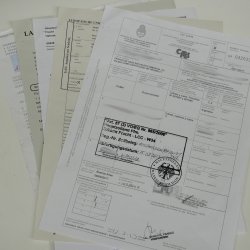 Puma Ganzpräparat auf Dekofels zum hängen mit Genehmigung zum Verkauf