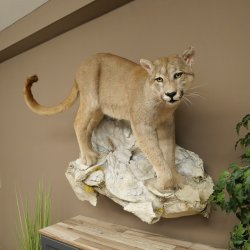 Puma Ganzpräparat auf Dekofels zum hängen mit Genehmigung zum Verkauf