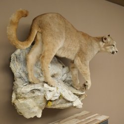 Puma Ganzpräparat auf Dekofels zum hängen mit Genehmigung zum Verkauf