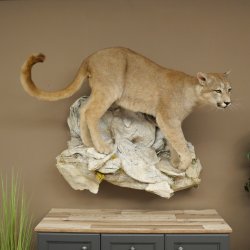 Puma Ganzpräparat auf Dekofels zum hängen mit Genehmigung zum Verkauf