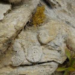 Puma Ganzpräparat auf Dekofels zum hängen mit Genehmigung zum Verkauf