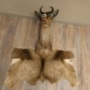 Springbok foncé Bouc Hauteur 59 cm Antilope...