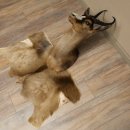 Springbok foncé Bouc Hauteur 59 cm Antilope Tête + fourrure Épaule Préparation Trophée 95.6.23