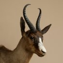 Springbok foncé Bouc Hauteur 59 cm Antilope Tête + fourrure Épaule Préparation Trophée 95.6.23