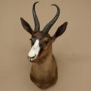 Springbok foncé Bouc Hauteur 59 cm Antilope Tête + fourrure Épaule Préparation Trophée 95.6.23