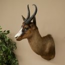 Springbok foncé Bouc Hauteur 59 cm Antilope Tête + fourrure Épaule Préparation Trophée 95.6.23