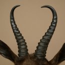 Springbok foncé Bouc Hauteur 59 cm Antilope Tête + fourrure Épaule Préparation Trophée 95.6.23