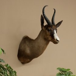 Springbok foncé Bouc Hauteur 59 cm Antilope Tête + fourrure Épaule Préparation Trophée 95.6.23