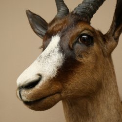 Springbok foncé Bouc Hauteur 59 cm Antilope Tête + fourrure Épaule Préparation Trophée 95.6.23