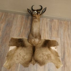 Springbok foncé Bouc Hauteur 59 cm Antilope Tête + fourrure Épaule Préparation Trophée 95.6.23