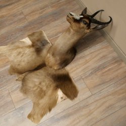 Springbok foncé Bouc Hauteur 59 cm Antilope Tête + fourrure Épaule Préparation Trophée 95.6.23