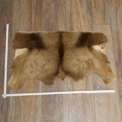 Springbok foncé Bouc Hauteur 59 cm Antilope Tête + fourrure Épaule Préparation Trophée 95.6.23