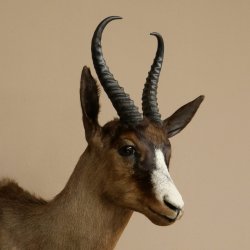 Springbok foncé Bouc Hauteur 59 cm Antilope Tête + fourrure Épaule Préparation Trophée 95.6.23