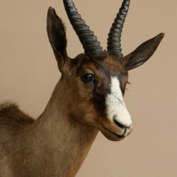 Springbok foncé Bouc Hauteur 59 cm Antilope Tête + fourrure Épaule Préparation Trophée 95.6.23